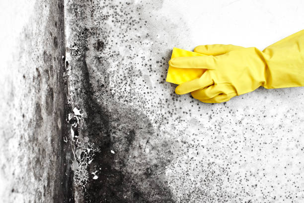 Office Mold Removal Services in Fairfield Harbour, NC